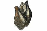Fossil Goniatite & Orthoceras Sculpture - Morocco #111026-1